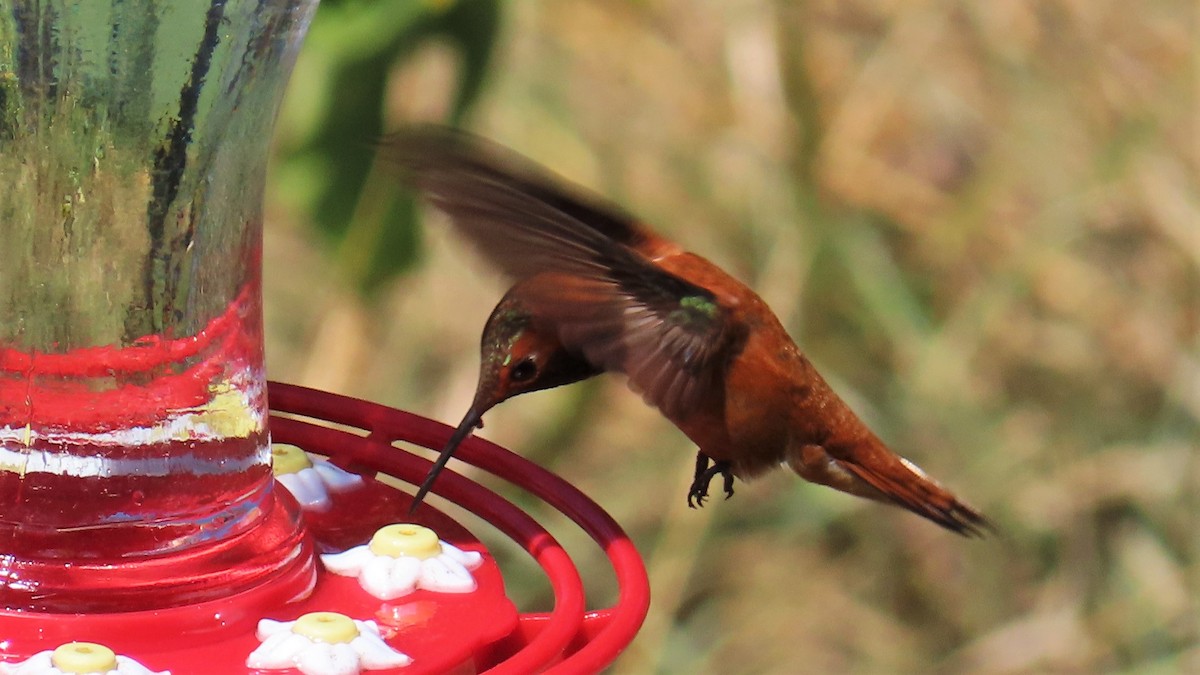 Rufous Hummingbird - ML597783461