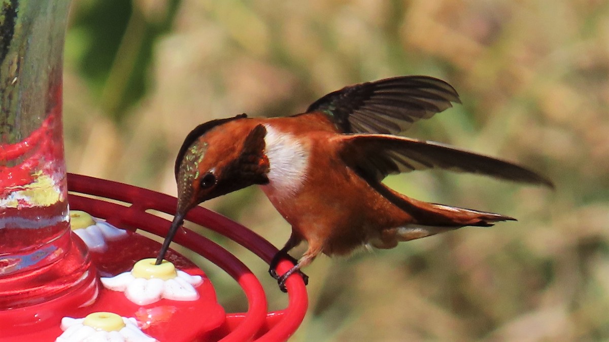 Rufous Hummingbird - ML597783491