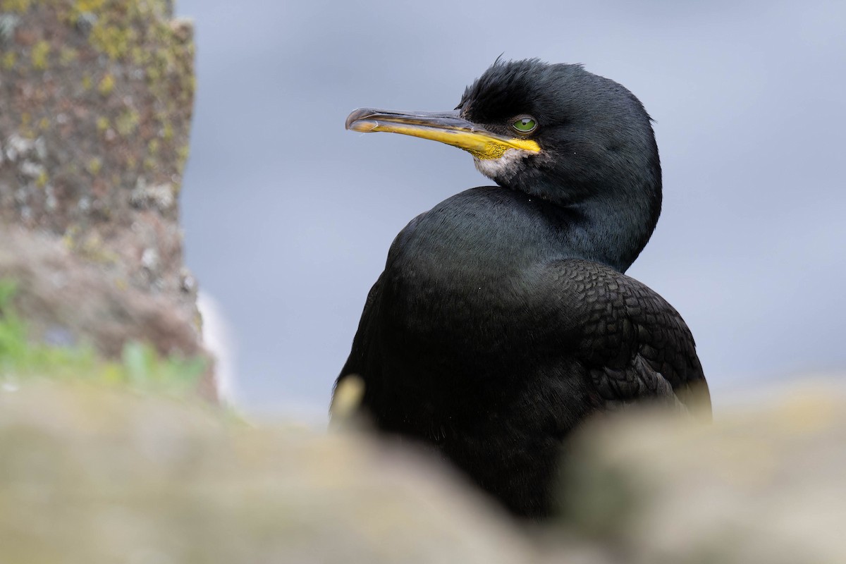 European Shag - Carl Bergstrom