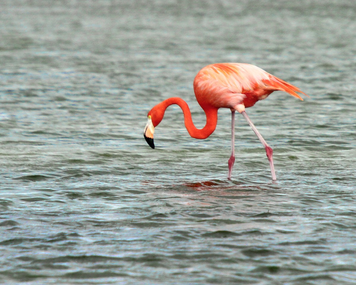 Amerika Flamingosu - ML59778351