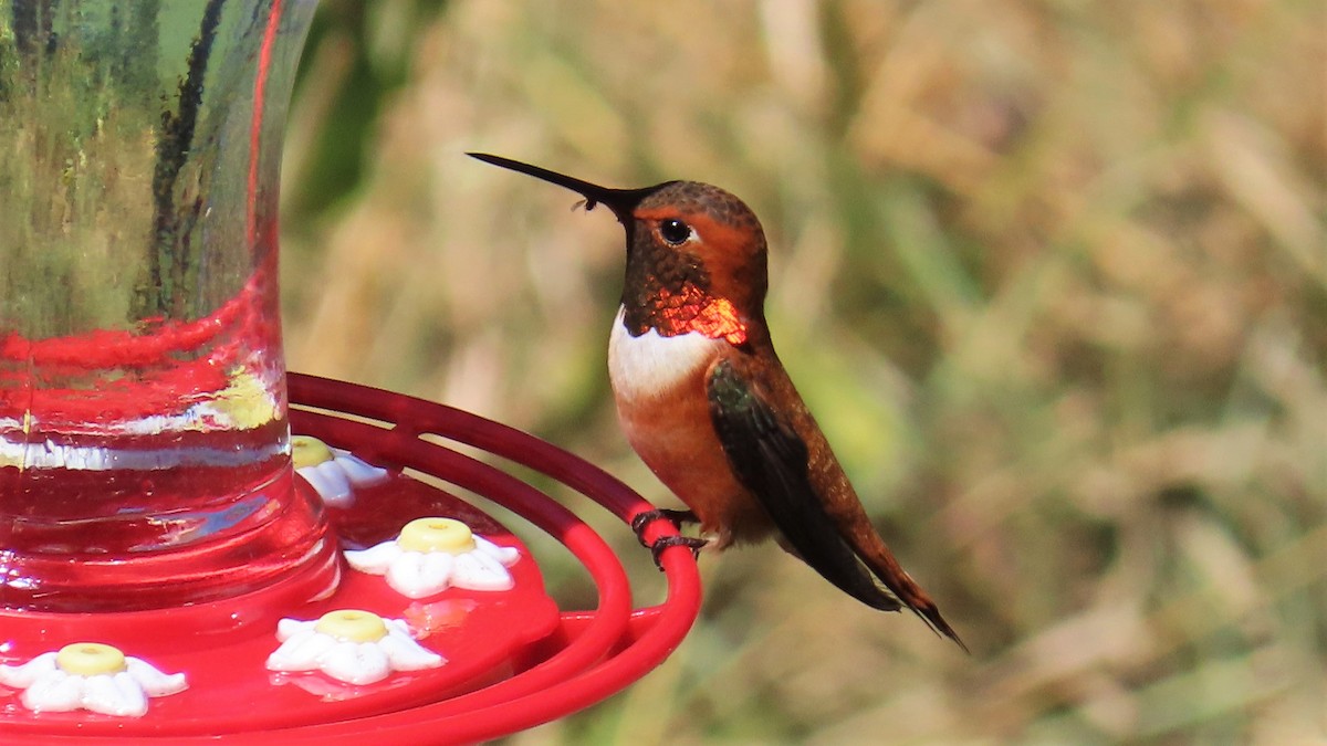 Rufous Hummingbird - ML597783511