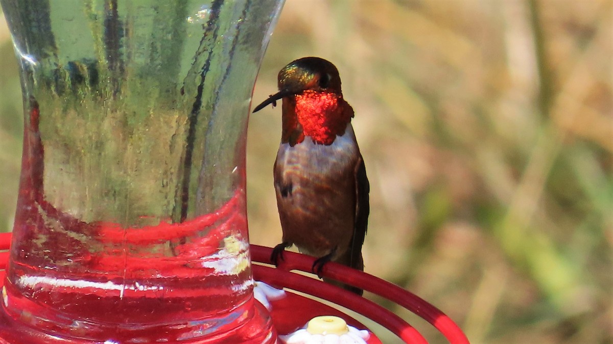 Rufous Hummingbird - ML597783521