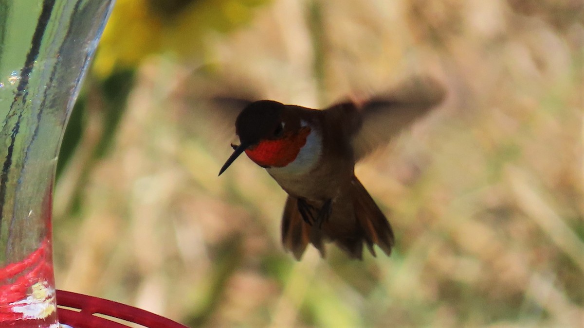 Rufous Hummingbird - ML597783541