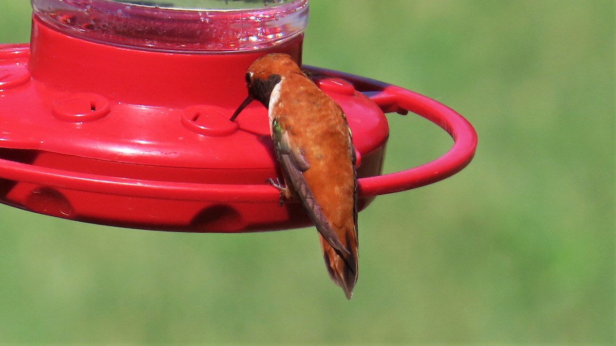 Rufous Hummingbird - ML597783581
