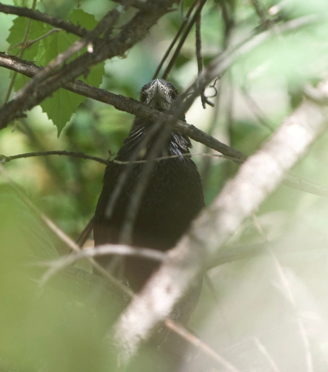 Groove-billed Ani - ML597784121