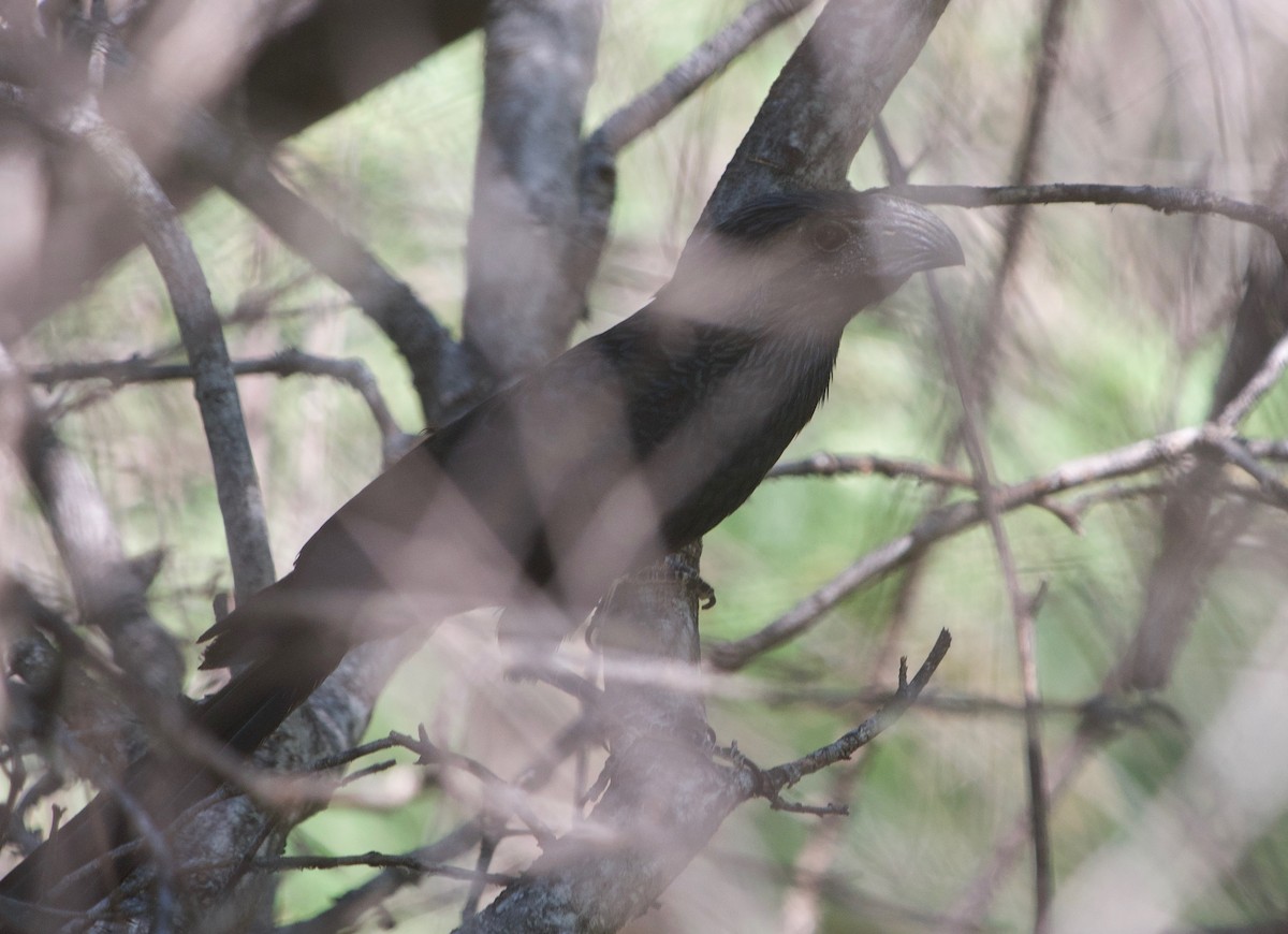 Groove-billed Ani - ML597784131