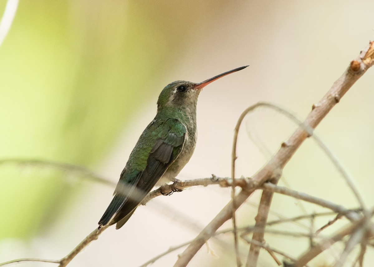 Broad-billed Hummingbird - ML597784151
