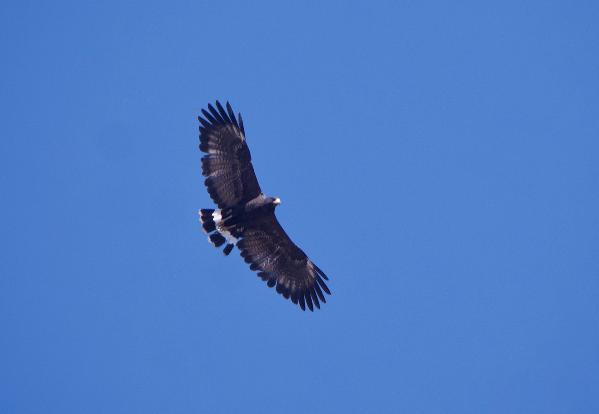 káně tmavá (ssp. anthracinus/utilensis) - ML597784191