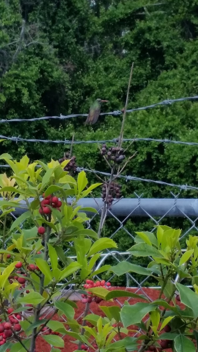 Buff-bellied Hummingbird - ML59778451