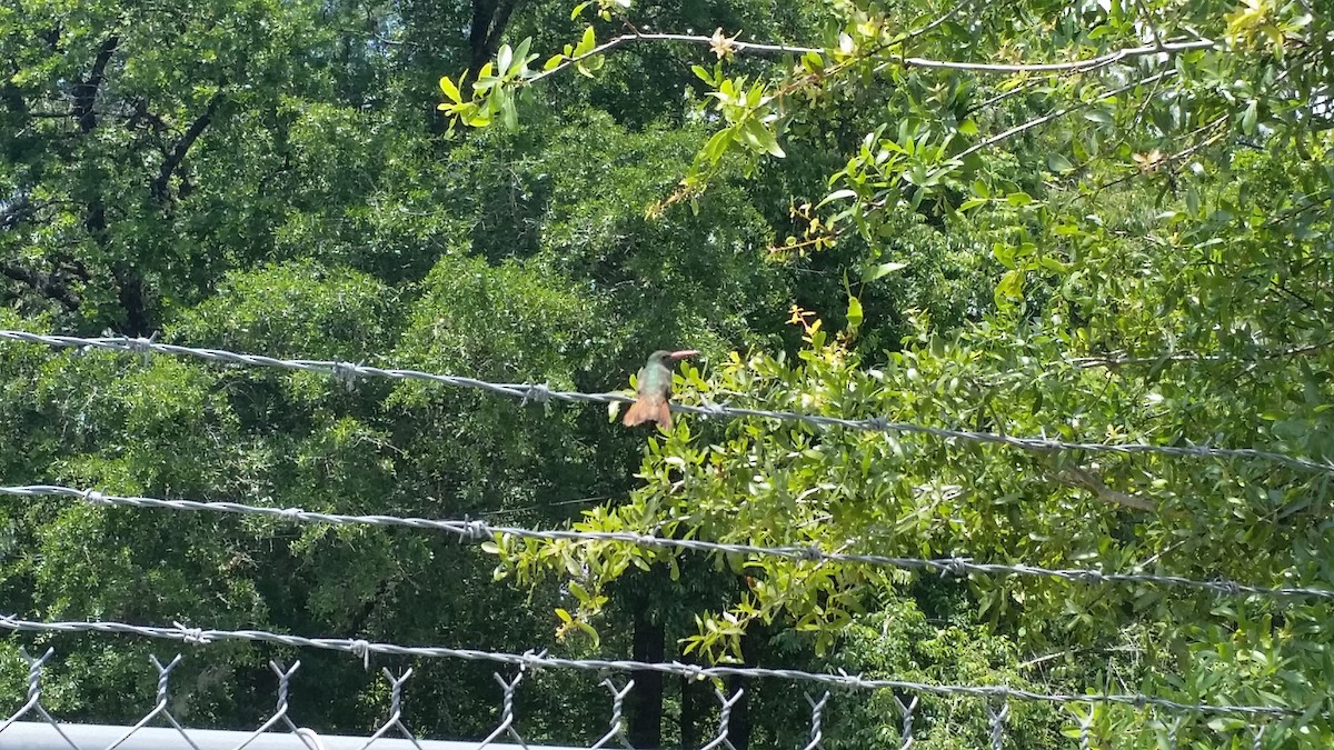 Buff-bellied Hummingbird - ML59778461