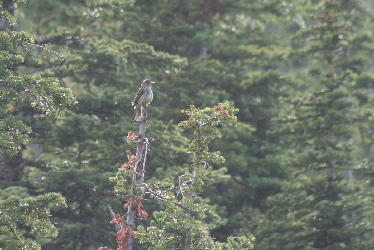 Olive-sided Flycatcher - ML597784661