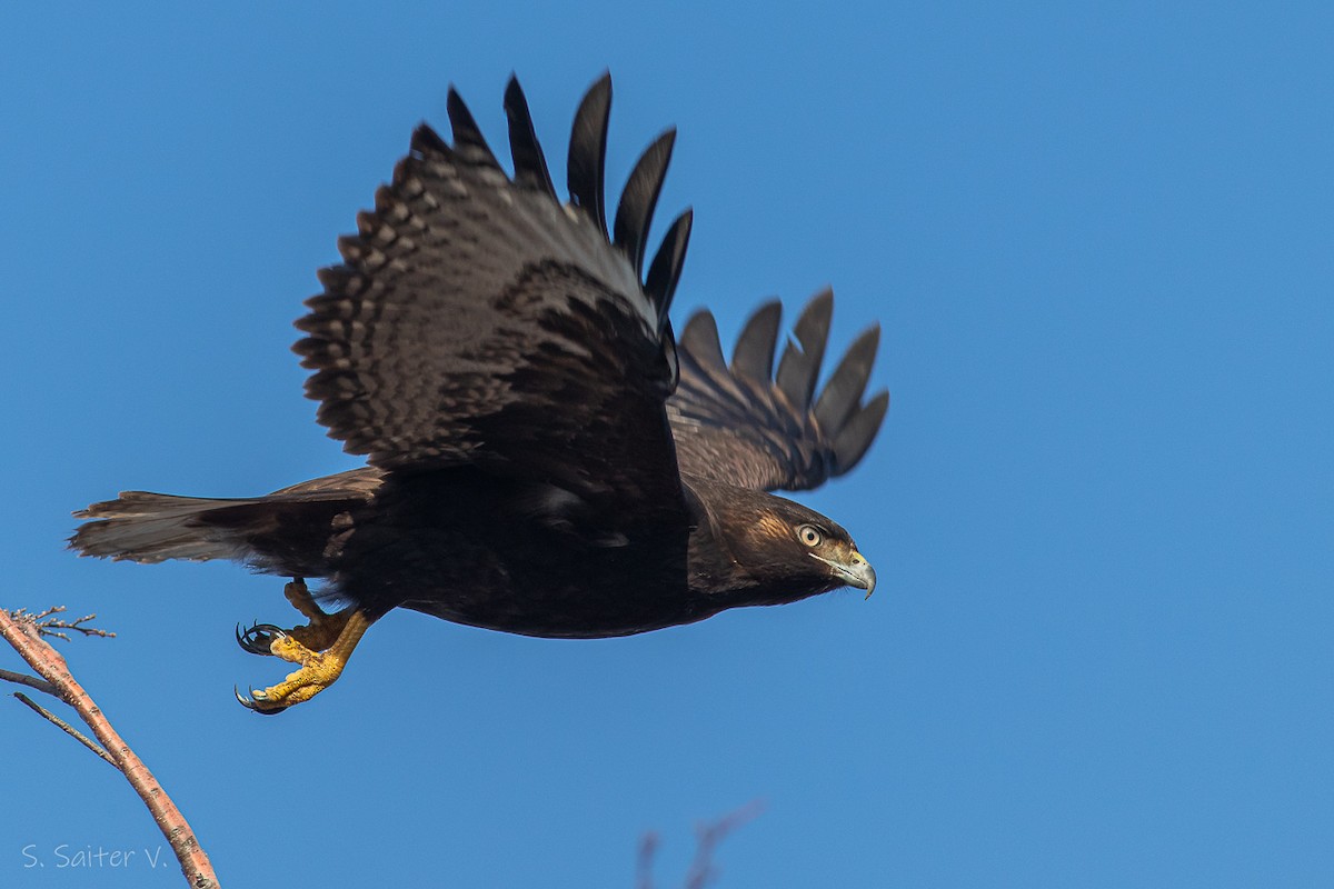 Rufous-tailed Hawk - Sebastián Saiter Villagrán