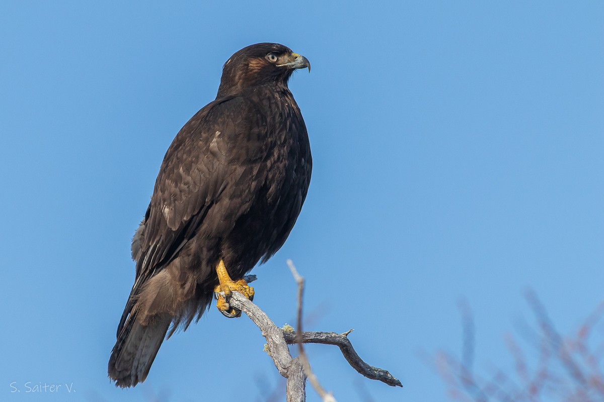 Rufous-tailed Hawk - ML597784741