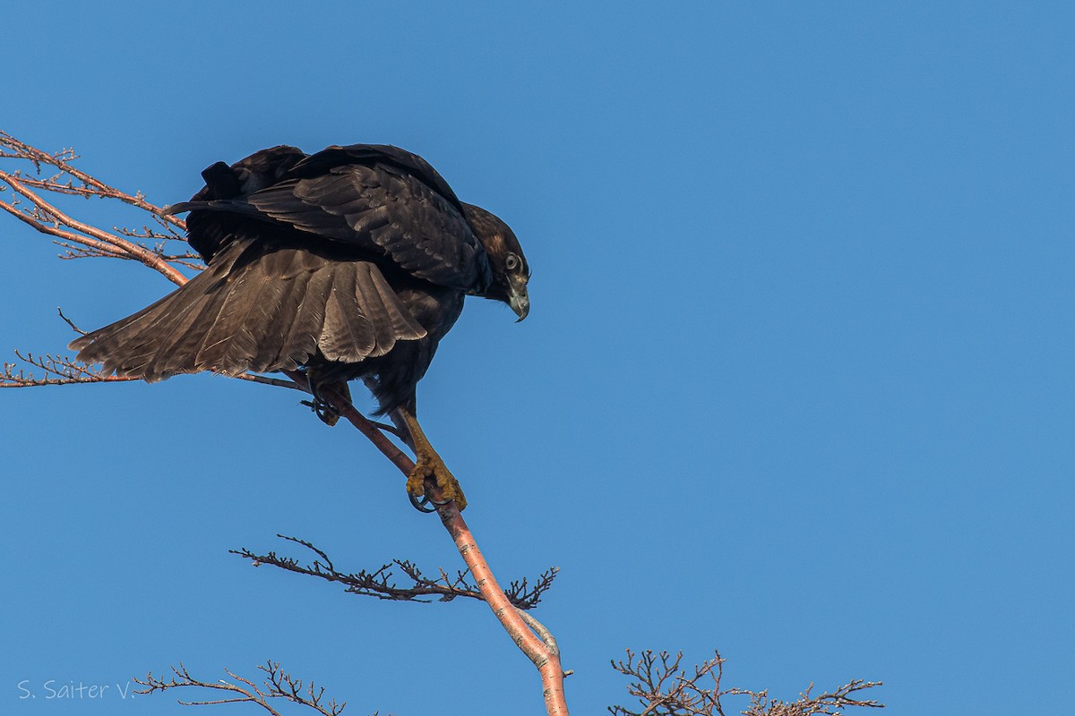 Rufous-tailed Hawk - ML597785671