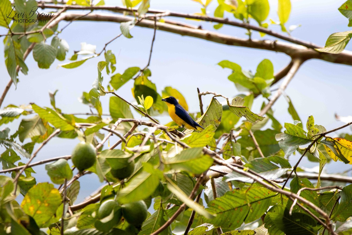 Yellow-throated Euphonia - ML597786131