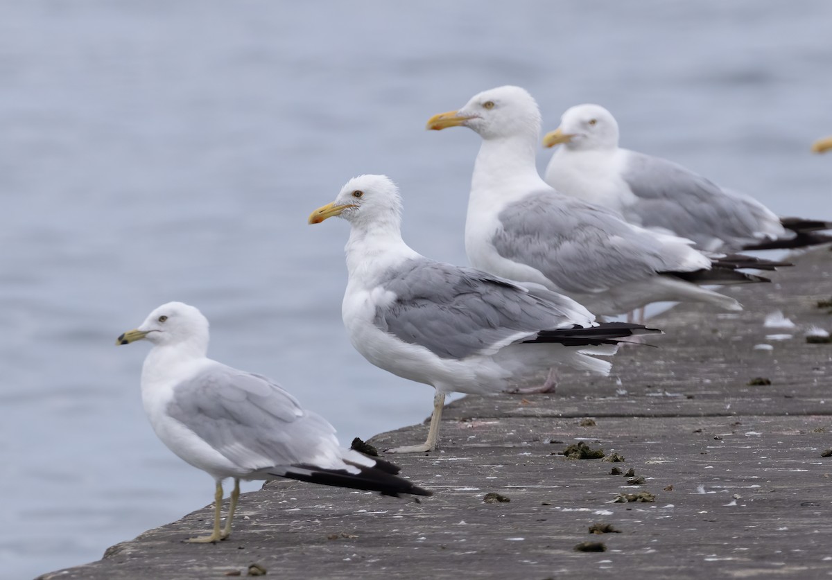 American Herring x California Gull (hybrid) - ML597786351