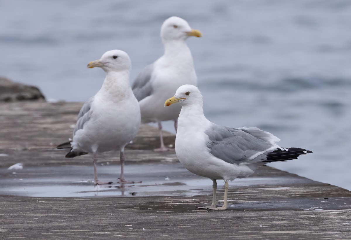 American Herring x California Gull (hybrid) - ML597786361