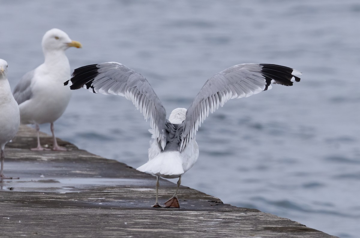 American Herring x California Gull (hybrid) - ML597786371