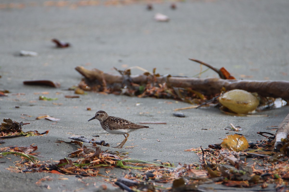 Least Sandpiper - ML597786541