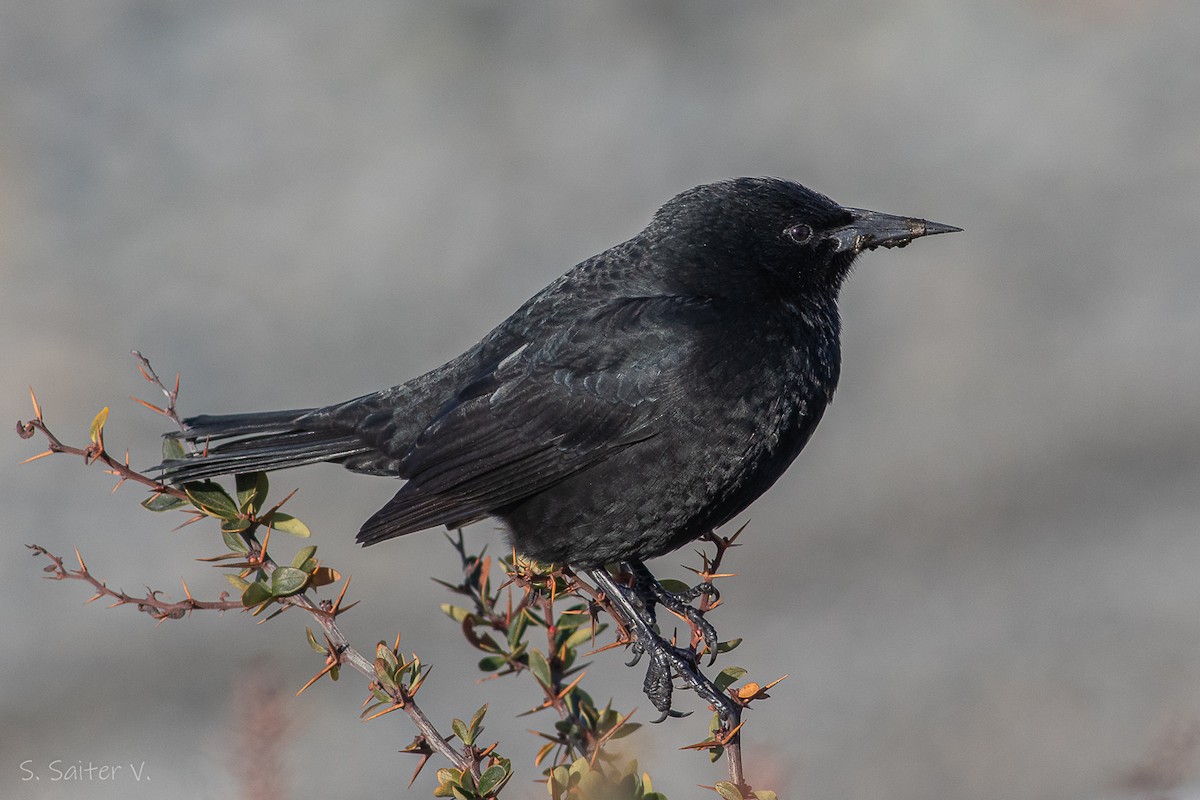 Austral Blackbird - ML597786871