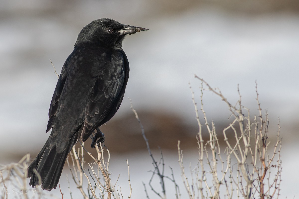 Austral Blackbird - ML597786881