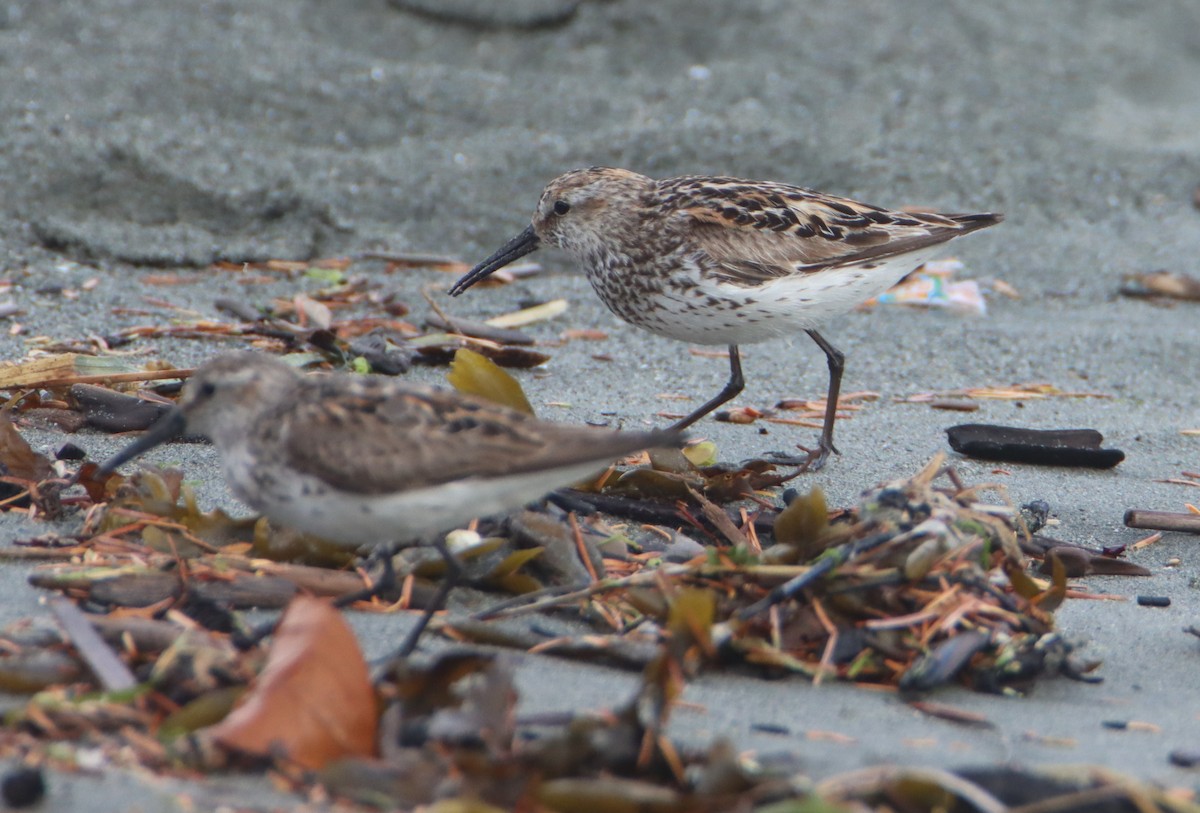 Western Sandpiper - ML597786961