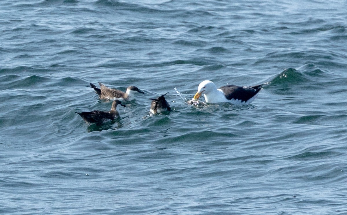 Great Shearwater - Greg Harrington