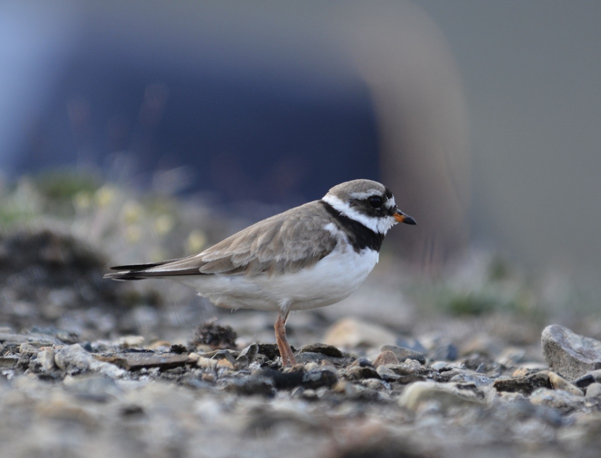 Common Ringed Plover - ML597787311