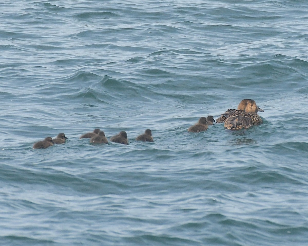 Common Eider - ML597787441