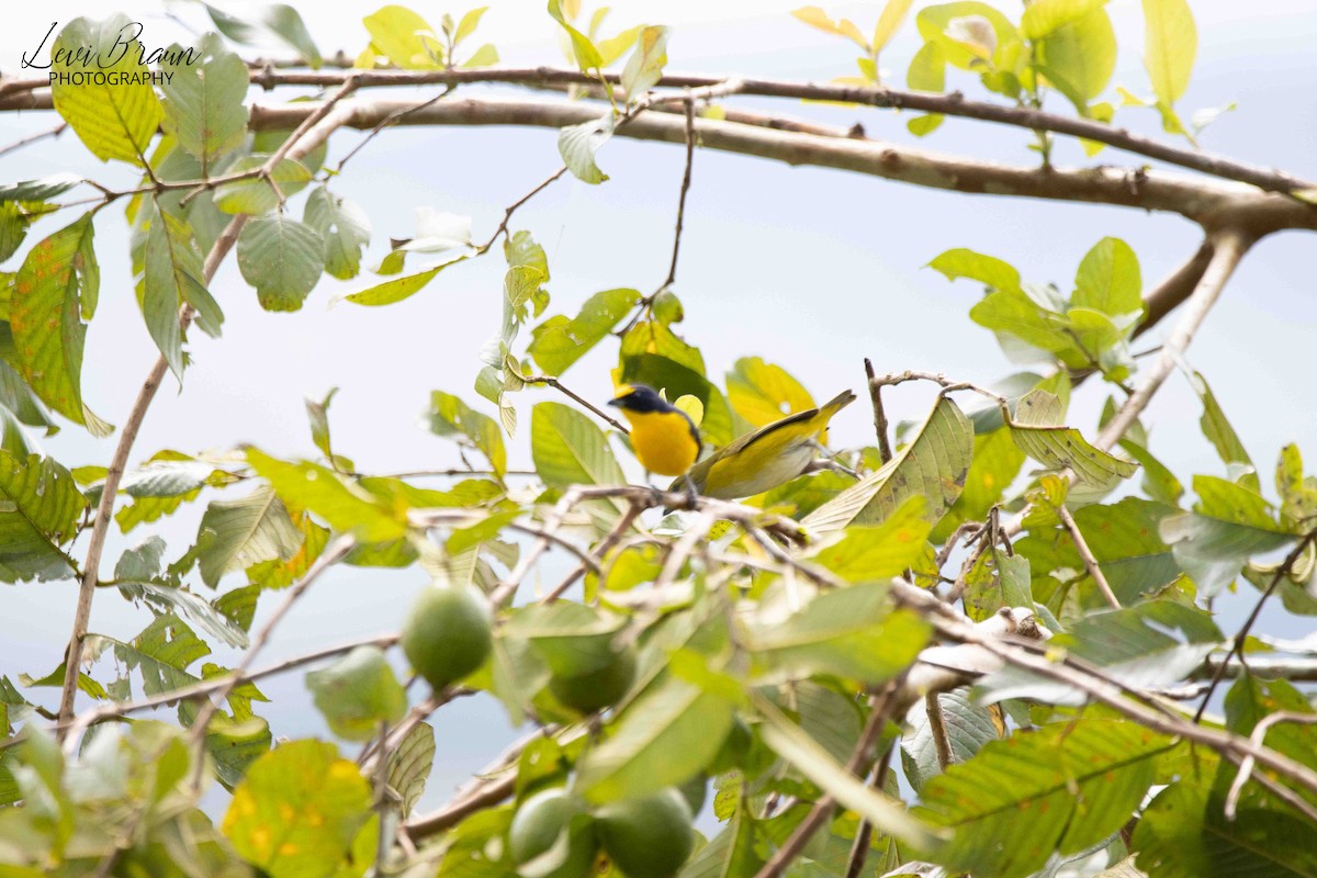 Yellow-throated Euphonia - ML597787541