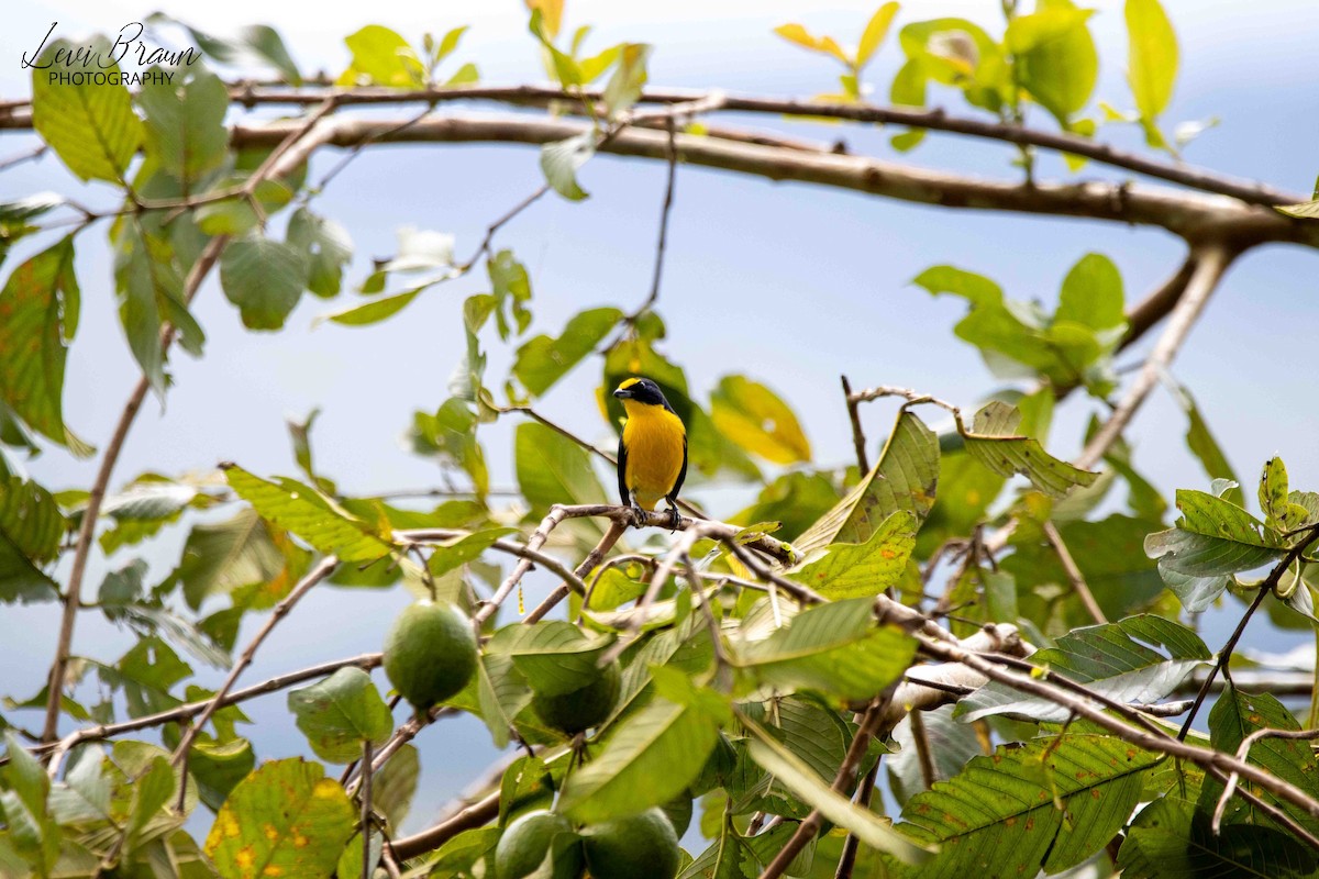 Yellow-throated Euphonia - ML597787551