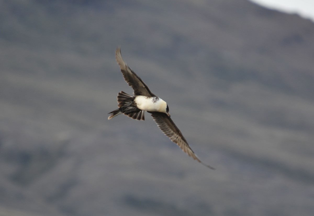 Pomarine Jaeger - ML597787791