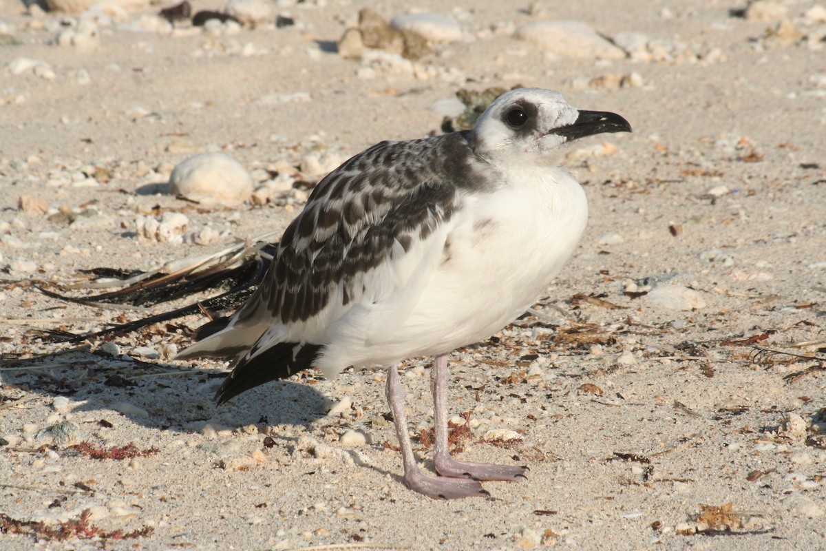 Swallow-tailed Gull - ML597787921