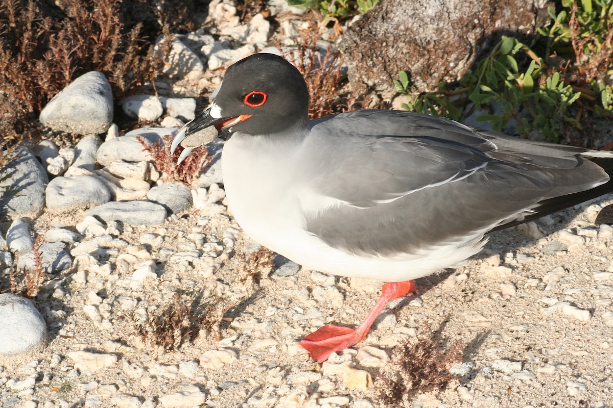 Swallow-tailed Gull - ML597788021