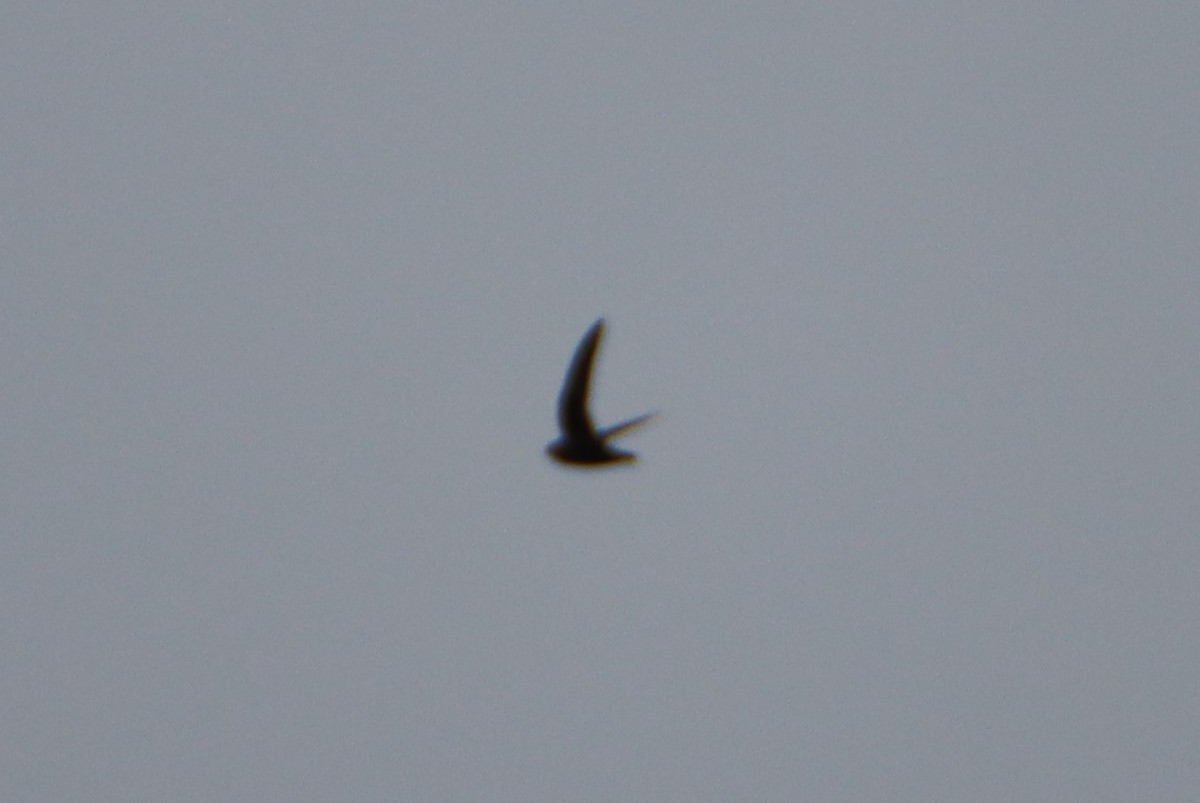 Black Swift - ML597788131