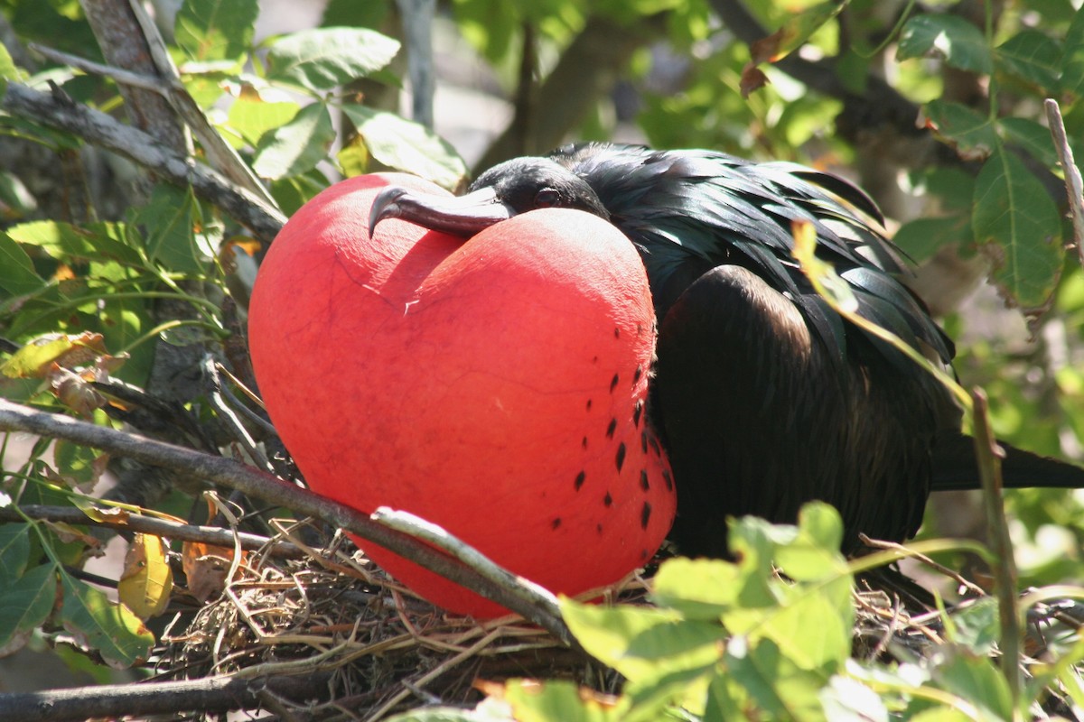 Great Frigatebird - Eric DeFonso 🦑