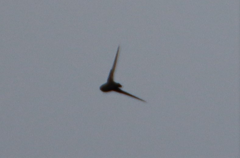 Black Swift - ML597788481