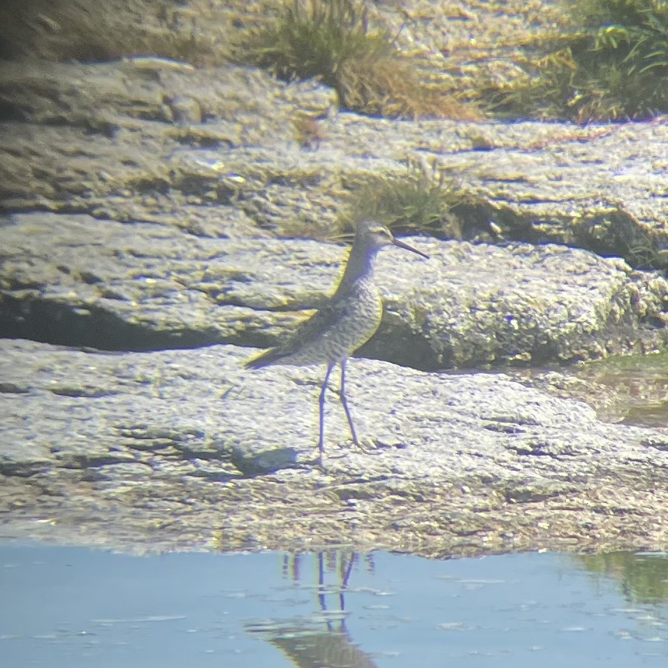 Stilt Sandpiper - ML597788591