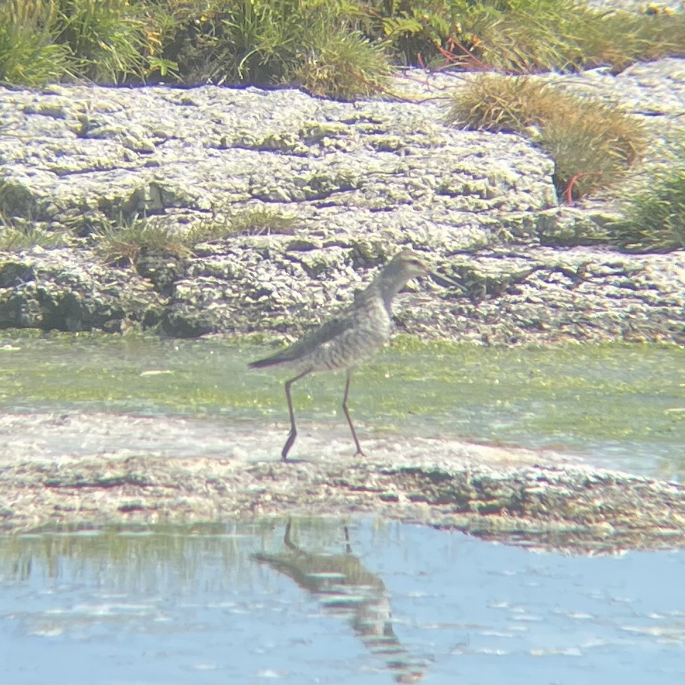 Stilt Sandpiper - ML597788601