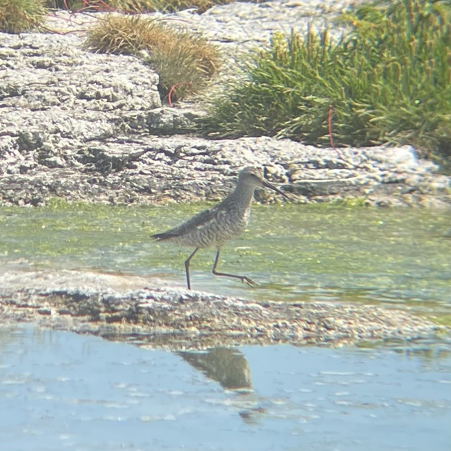 Stilt Sandpiper - ML597788611