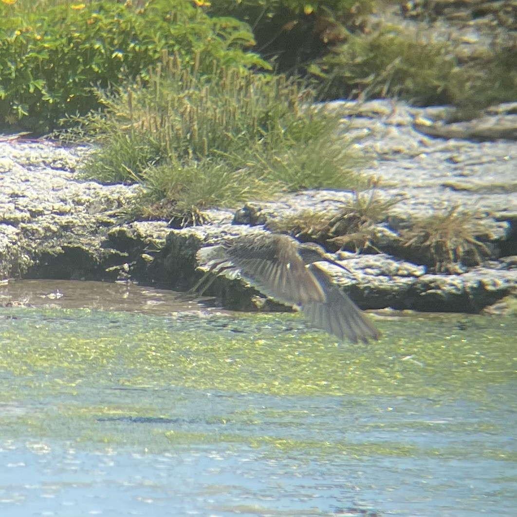 Stilt Sandpiper - ML597788621