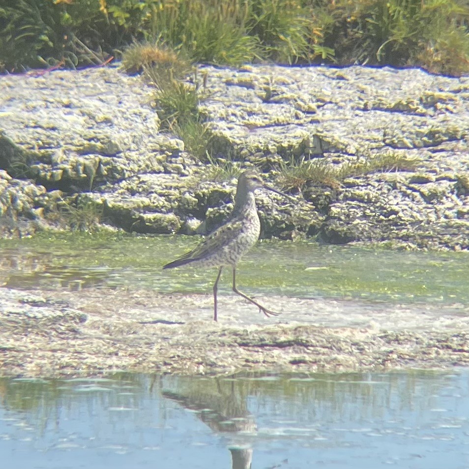 Stilt Sandpiper - ML597788631