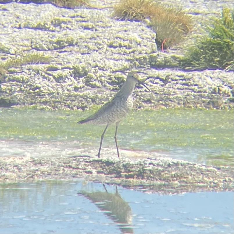 Stilt Sandpiper - ML597788641