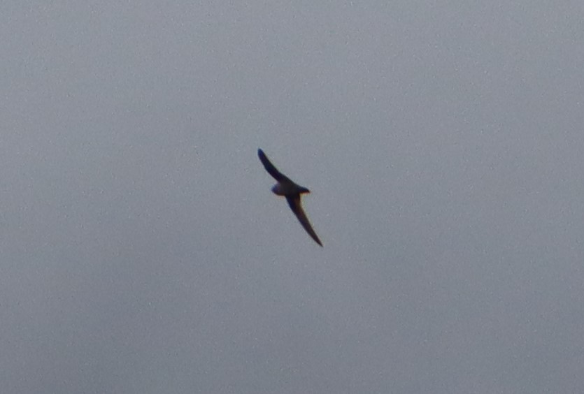 Black Swift - ML597788721