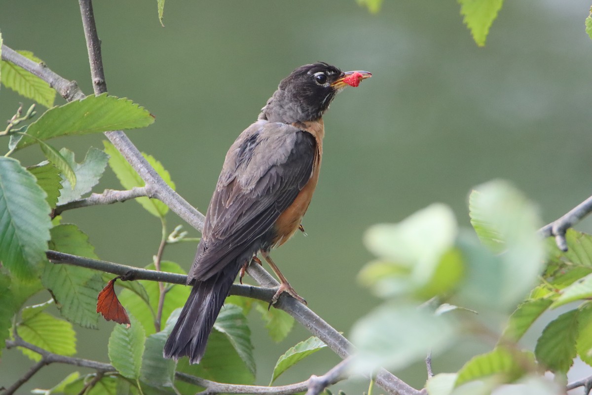 American Robin - ML597788951