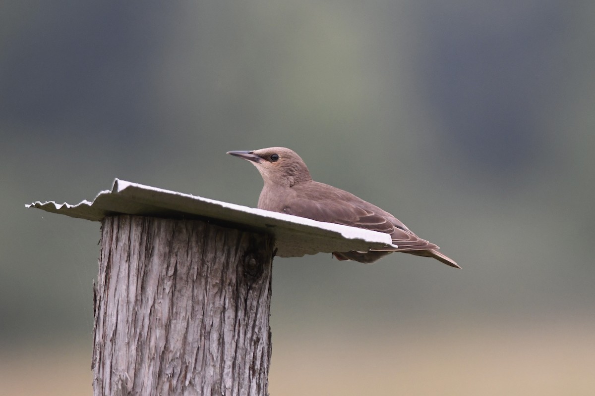 European Starling - ML597789231