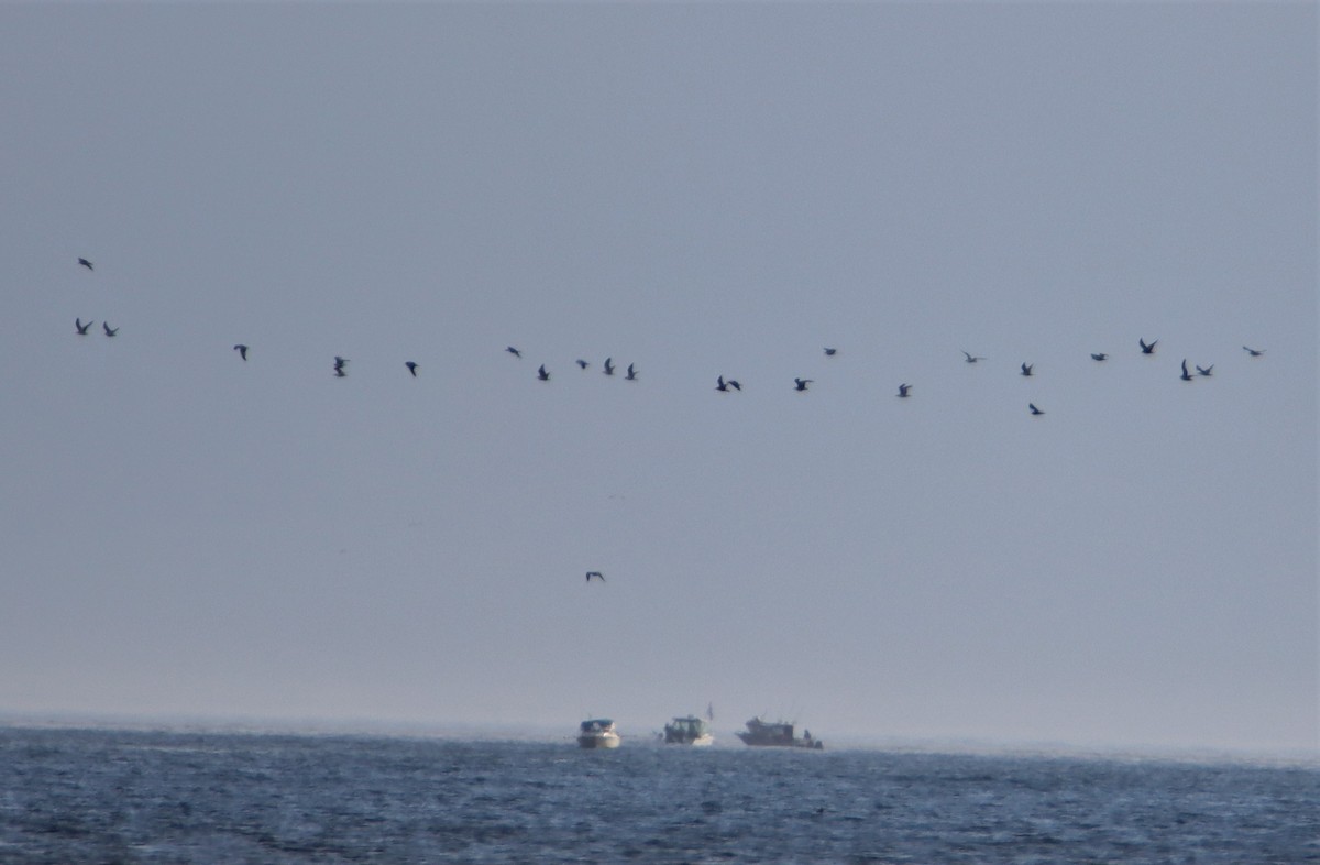 California Gull - ML597789261