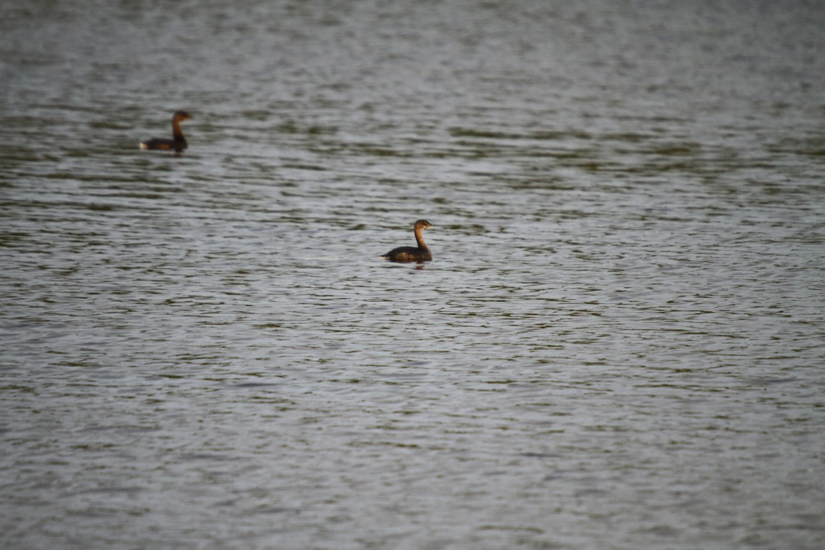 Pied-billed Grebe - ML59778931