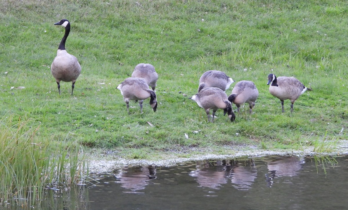 Canada Goose - ML597789701