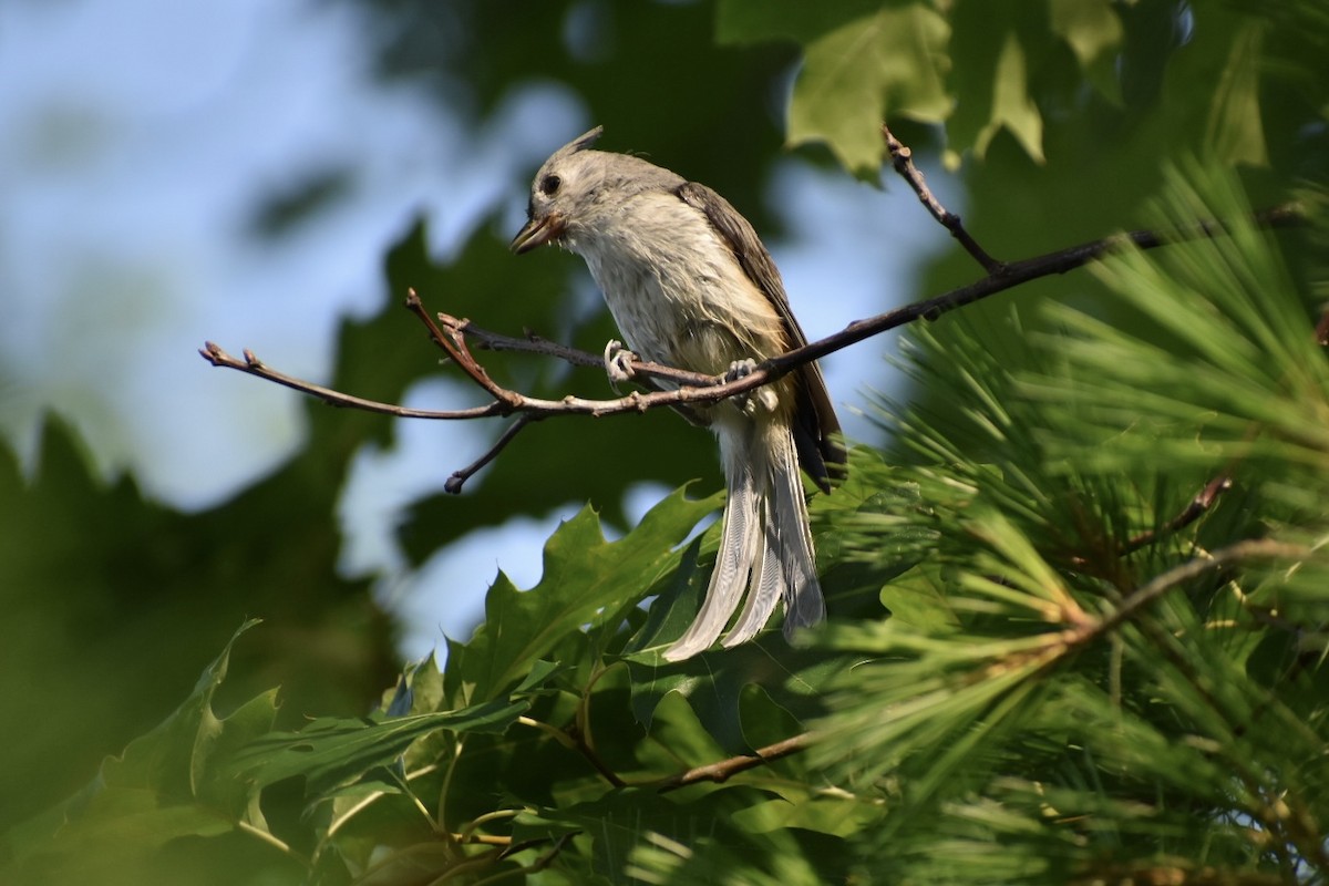 Tufted Titmouse - ML597790561